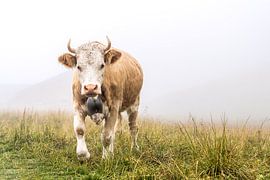 L'aspect de la vache des Alpes