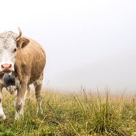 Das Aussehen der Alpenkuh von Daisy Renders