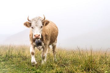 The look of the Alpine cow by Daisy Renders