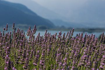 Lavender field by Ruby Schiffer