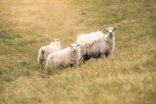 IJslandse schapen | Reisfotografie print | IJsland