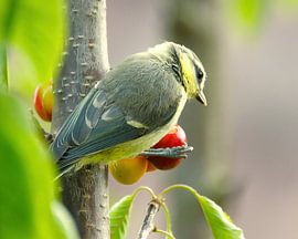 Blue tit feasts on tasty cherries in the cherry tree by Miny'S