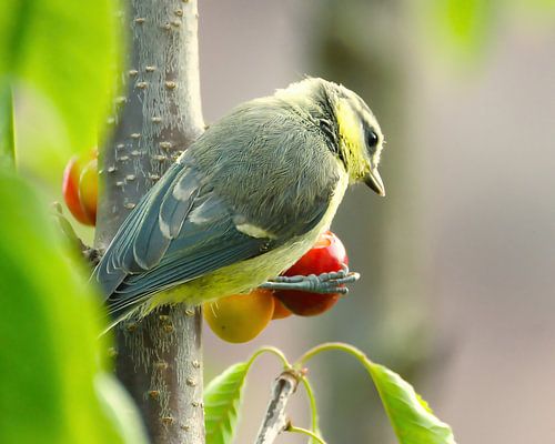 La mésange bleue se régale de cerises savoureuses dans le cerisier