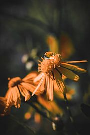 Fleur sur Pixel4ormer