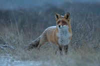 in winter... Red Fox *Vulpes vulpes*