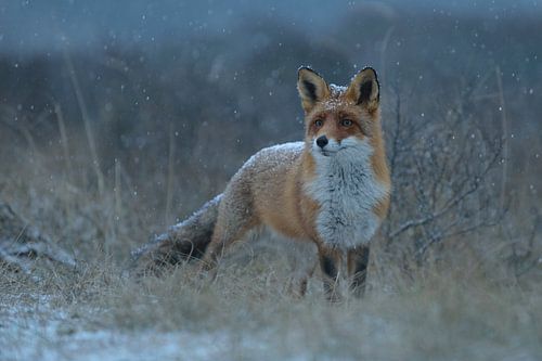 Fuchs in erstem Schnee... Rotfuchs *Vulpes vulpes*