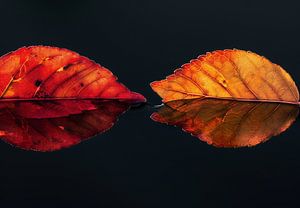 Laubblätter in Herbstfarben