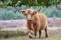 Lopende Schotse Hooglander die op je af komt