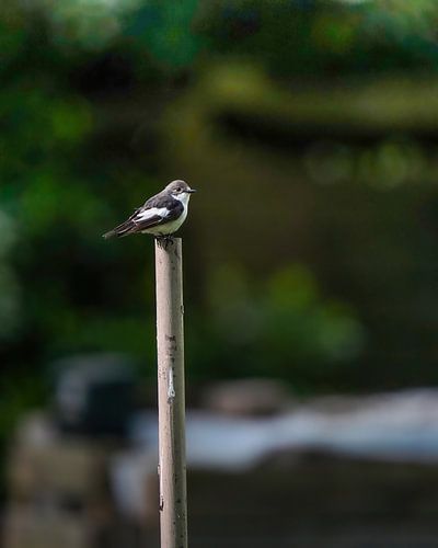 Gobe-mouche varié sur Tom Zwerver