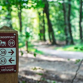 Going the right direction in the woods. von Berend Kok