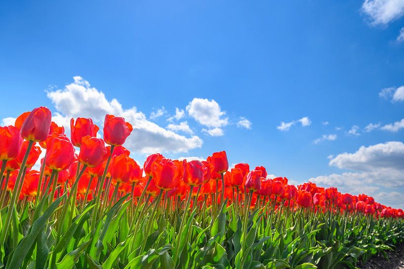 Tulpen in het veld in het voorjaar van Sjoerd van der Wal Fotografie