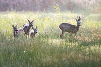 Deer family Naardermeer Spring Tegenlicht