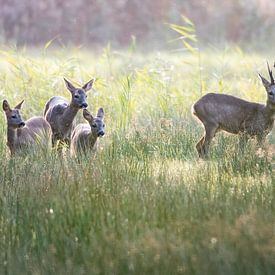 Reeën familie Naardermeer Voorjaar Tegenlicht van Barend de Ronde