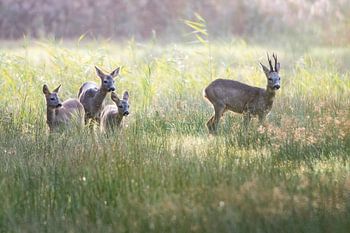 Famille de cerfs Naardermeer Spring Tegenlicht