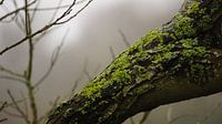Naturbilder's