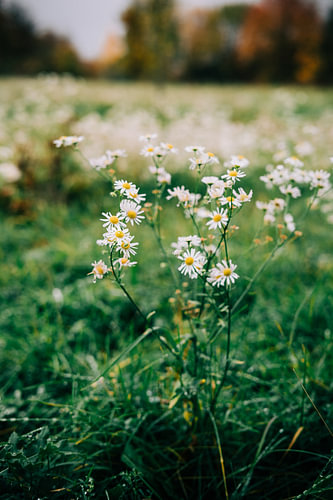 Des fleurs sauvages blanches dans une prairie d'automne