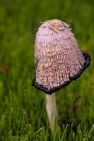 Schuppiger Tintenpilz