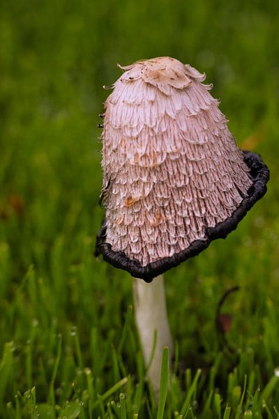 Champignon à encre écailleuse par Sarineke Daane