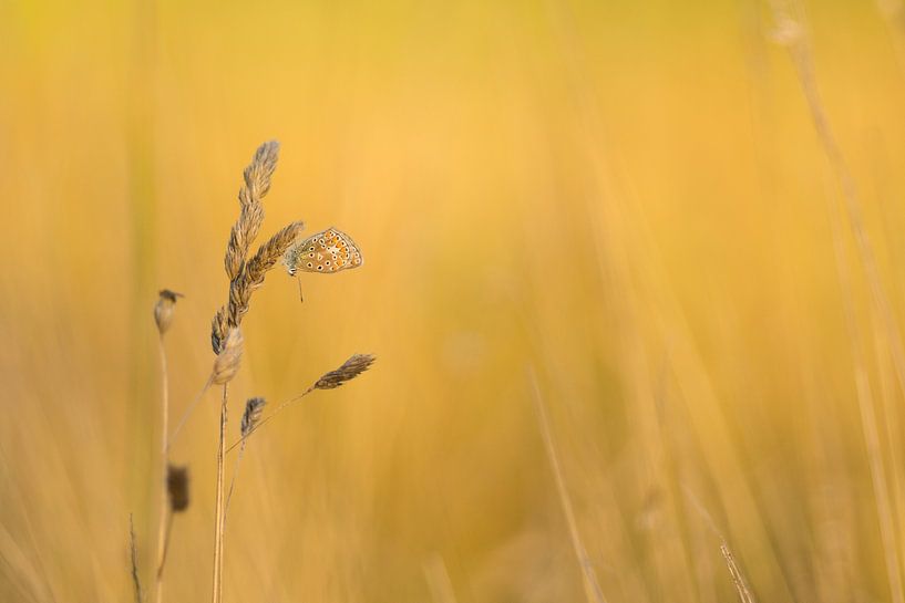 common blue by Arien Linge