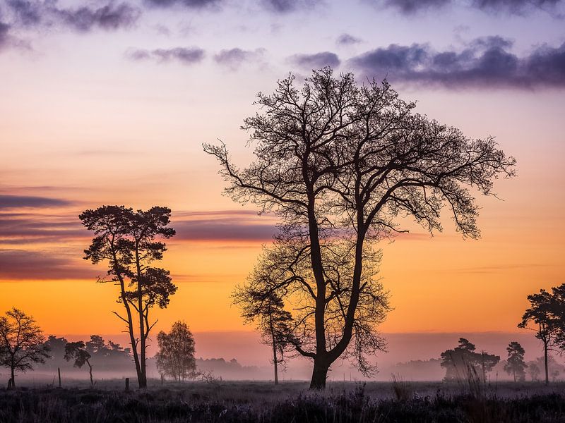 Hollandse Savanna van Jacqueline Ermens