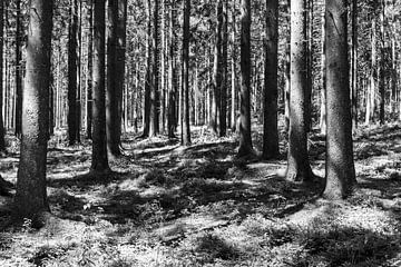 Door de bomen het bos niet meer zien van Werner Lerooy