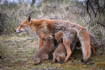 Mère renard avec petits sur Andy van der Steen - Fotografie