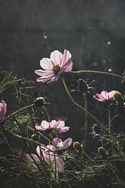 Pink Cosmos Flowers in the Rain by Imladris Images