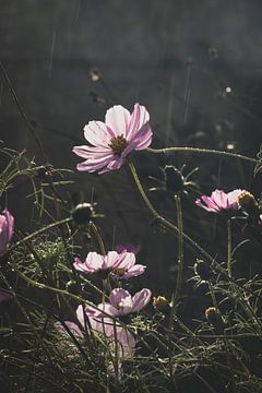 Pink Cosmos Flowers in the Rain