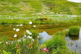 Die Vinschgauer Berge in Südtirol zeigen sich im Frühling mit alpinen Blüten, Wollgras und frischer Berglandschaft. Eine eindrucksvolle Kombination aus Naturvielfalt und alpiner Weite. von Miriam Schwarzfischer Fotografie