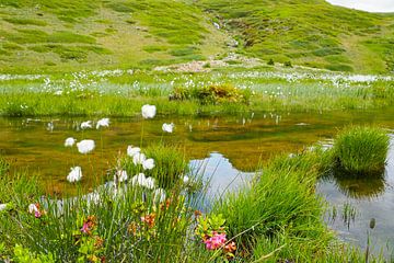 In spring, the Vinschgau mountains in South Tyrol are adorned with alpine flowers, cotton grass and fresh mountain landscapes. An impressive combination of natural diversity and alpine expanse. by Miriam Schwarzfischer Fotografie