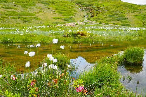 De Vinschgauer bergen in Zuid-Tirol laten zich in het voorjaar zien met alpenbloemen, wollegras en een fris berglandschap. Een indrukwekkende combinatie van natuurlijke diversiteit en alpenweiden.