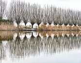 Pollard Willows Waiting for Spring in Reflection by Bep van Pelt- Verkuil thumbnail