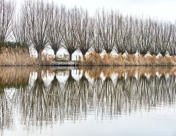 Pollard Willows Waiting for Spring in Reflection by Bep van Pelt- Verkuil