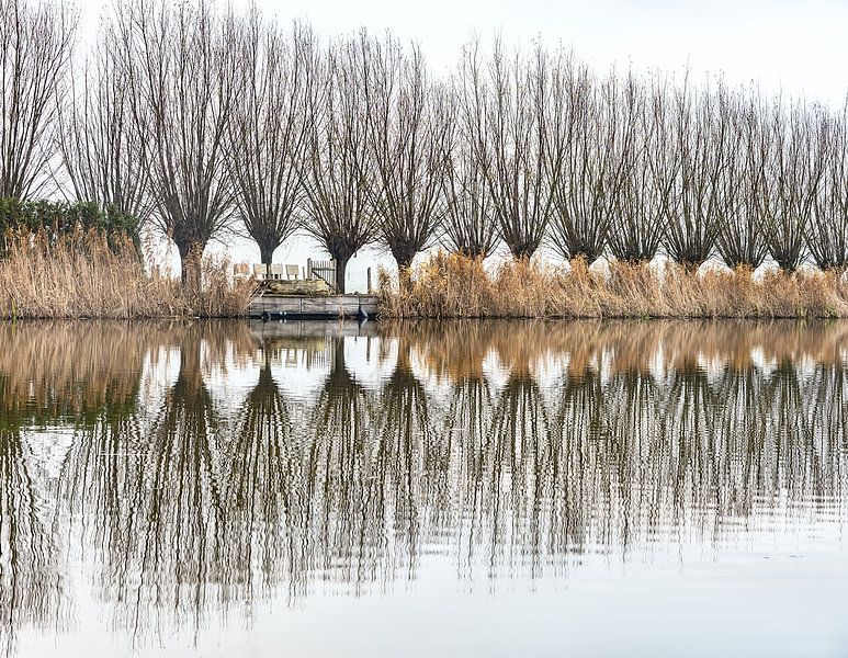 Pollard Willows Waiting for Spring in Reflection by Bep van Pelt- Verkuil