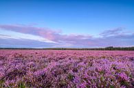 Bloeiende heideplanten in het landschap tijdens zonsopgang in de zomer van Sjoerd van der Wal Fotografie thumbnail