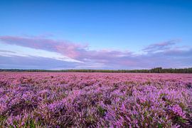 Plantes de bruyère en fleurs dans un paysage de lande au lever du soleil en été sur Sjoerd van der Wal Photographie
