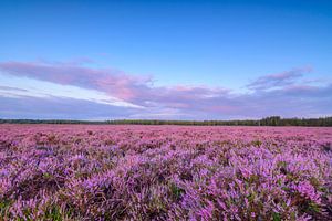 Blooming Heather plants in Heathland landscape during sunrise in summer