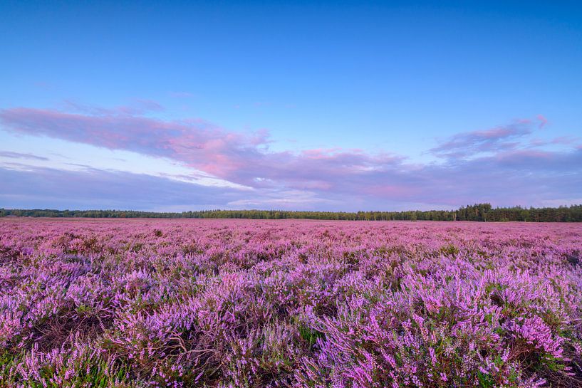 Bloeiende heideplanten in het landschap tijdens zonsopgang in de zomer van Sjoerd van der Wal Fotografie