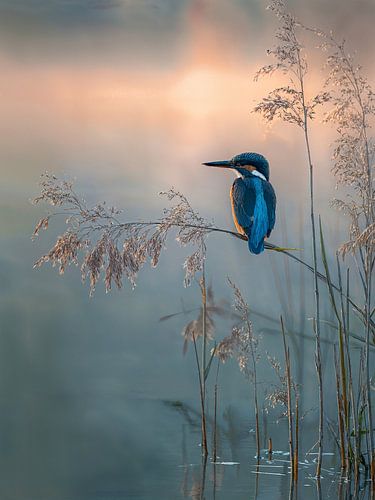 Morgenstille - Eisvogel im goldenen Licht