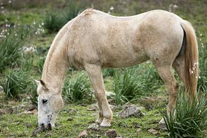 Cheval dans le pâturage sur VIDEOMUNDUM