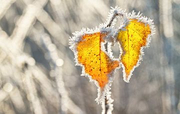 Rijp op bladeren op Texel / Hoarfrost on leaves on Texel van Justin Sinner Pictures ( Fotograaf op Texel)