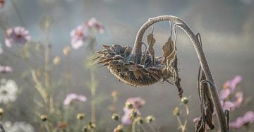 The beauty of decay by René van Leeuwen