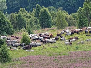 Weidende Schafe in der Lüneburger Heide