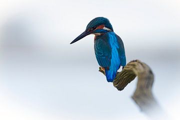 Martin-pêcheur - Caractère bleu sur Martins-pêcheurs - Corné van Oosterhout