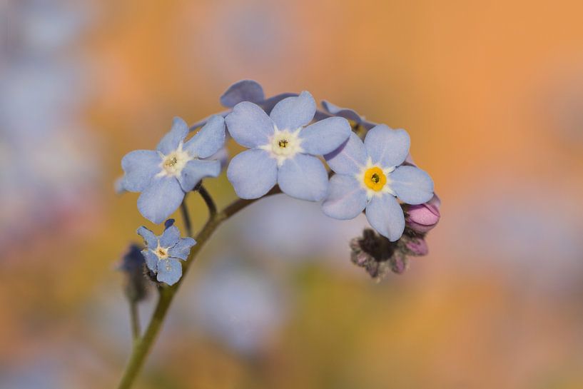 Farben des Frühlings - Vergissmeinnicht von Dagmar Hijmans