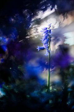 Magical Hyacinth van Bob Daalder