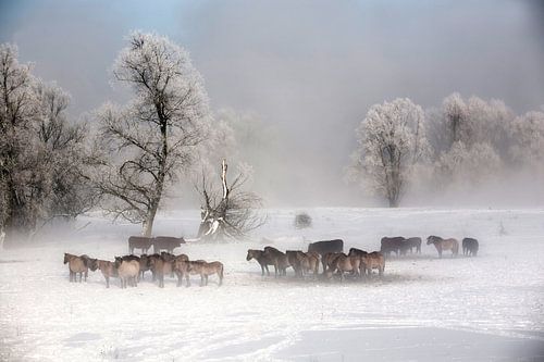 Konikpaarden in winters landschap
