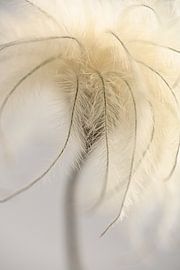 Pure Ruhe in der Natur: Gelassene Zerbrechlichkeit von Marjolijn van den Berg