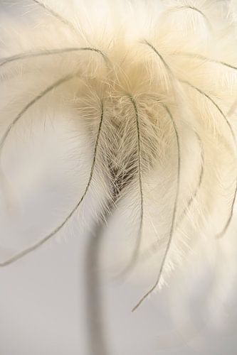 Pure tranquillity in nature: Serene vulnerability by Marjolijn van den Berg
