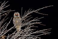 long-eared owl - asio otus canariensis by Monarch C. thumbnail